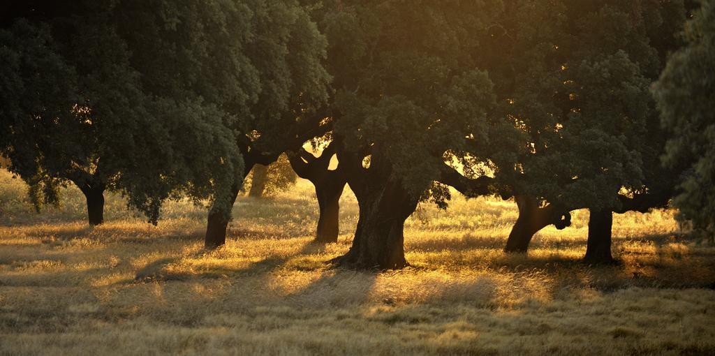 Herdade Das Barradas Da Serra Grândola Esterno foto